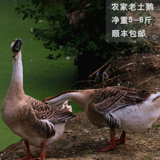 农村生肉鹅正宗农家散养鹅 老土鹅活鹅新鲜现杀草鹅笨鹅白鹅灰鹅