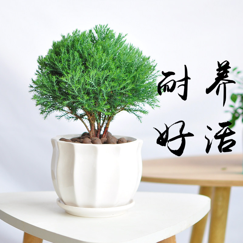 雾松盆栽四季常青好养植物球柏室内净化空气绿植松柏办公招财盆景