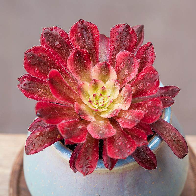 植物法师红色红腹轮师大单头多防辐射盆栽办公室绿植多肉植物