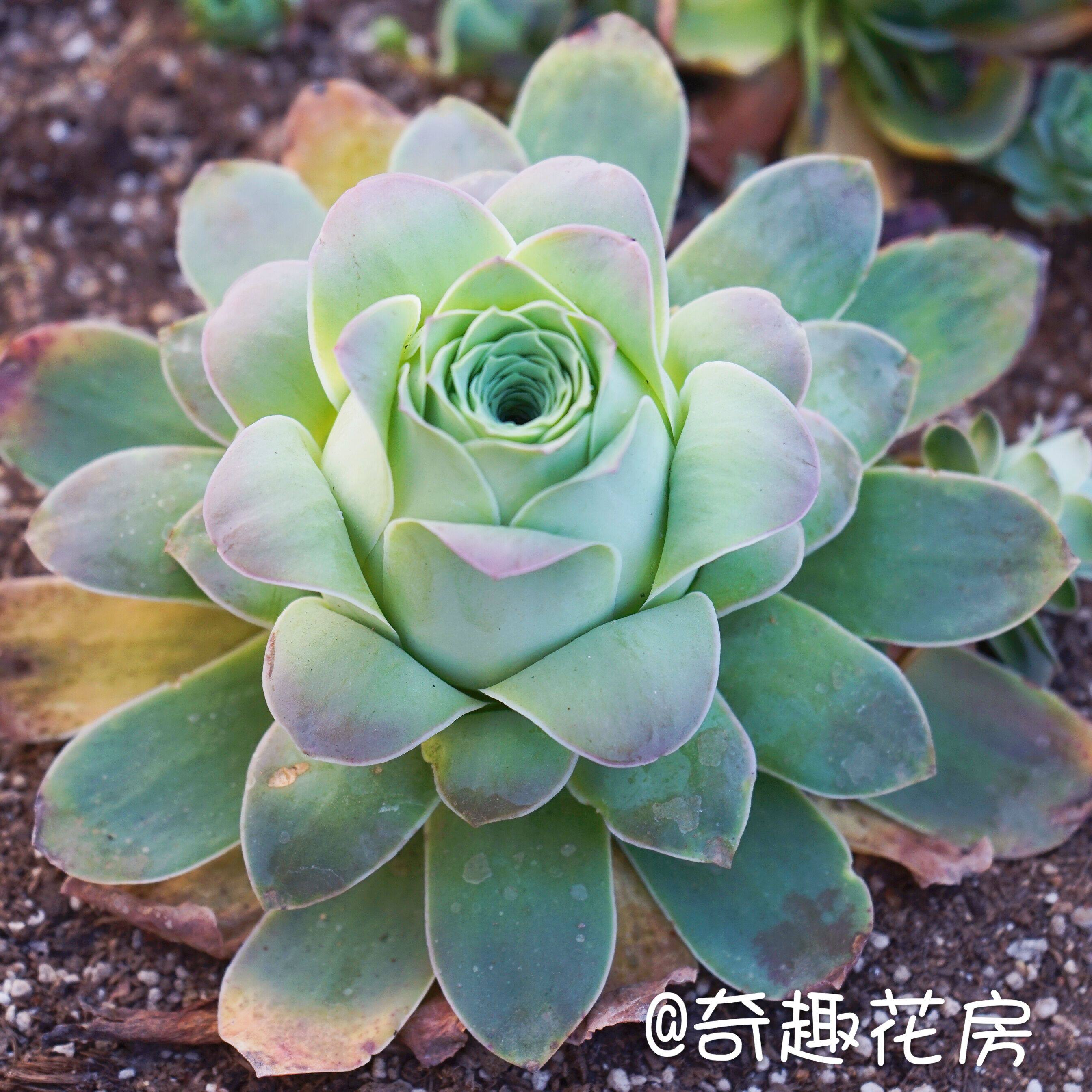 玫瑰酒杯多肉植粉山地粉耶罗盆栽盆栽橄榄球组合多肉植物