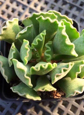 神想曲水泡多肉植物室内花卉