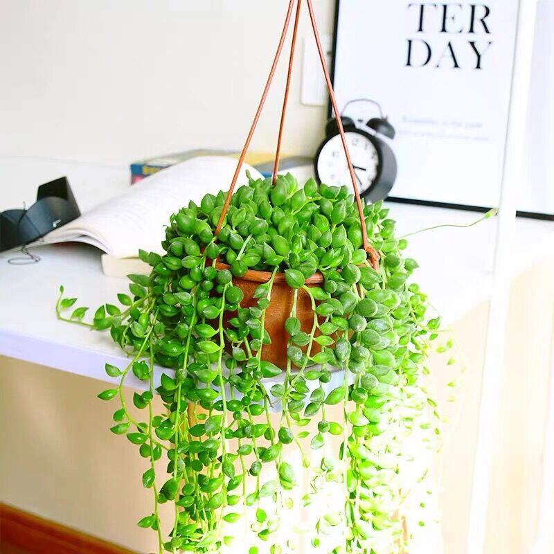 佛珠多肉植物珍珠吊兰高档室内净化空气甲醛四季多肉植物