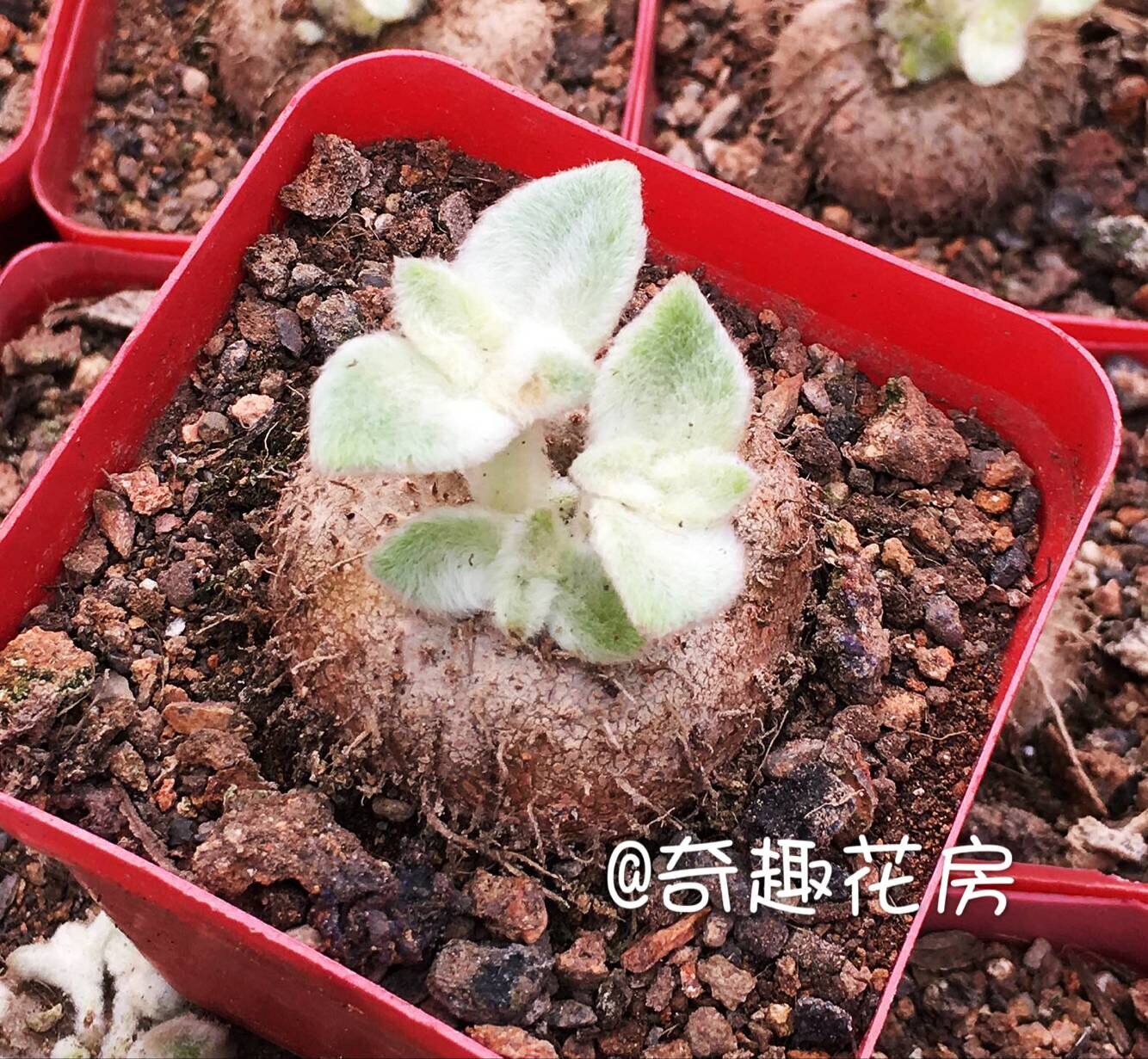 断崖玫瑰龟甲布袋母本实生大戟女王块根叶块根多肉植物
