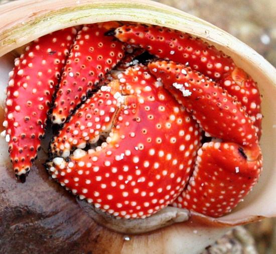 陆地淡水寄居蟹草莓寄居蟹活体包邮微型宠物全红通透桌面微宠