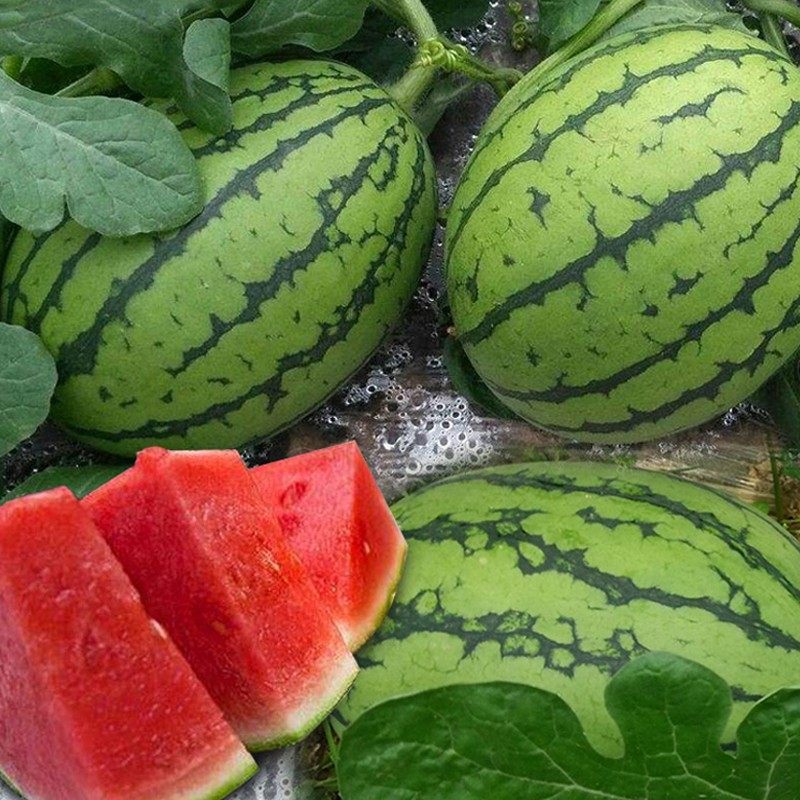 日本早春红玉小西瓜苗糖度高达抗病皮薄绿皮红肉家庭园艺种子