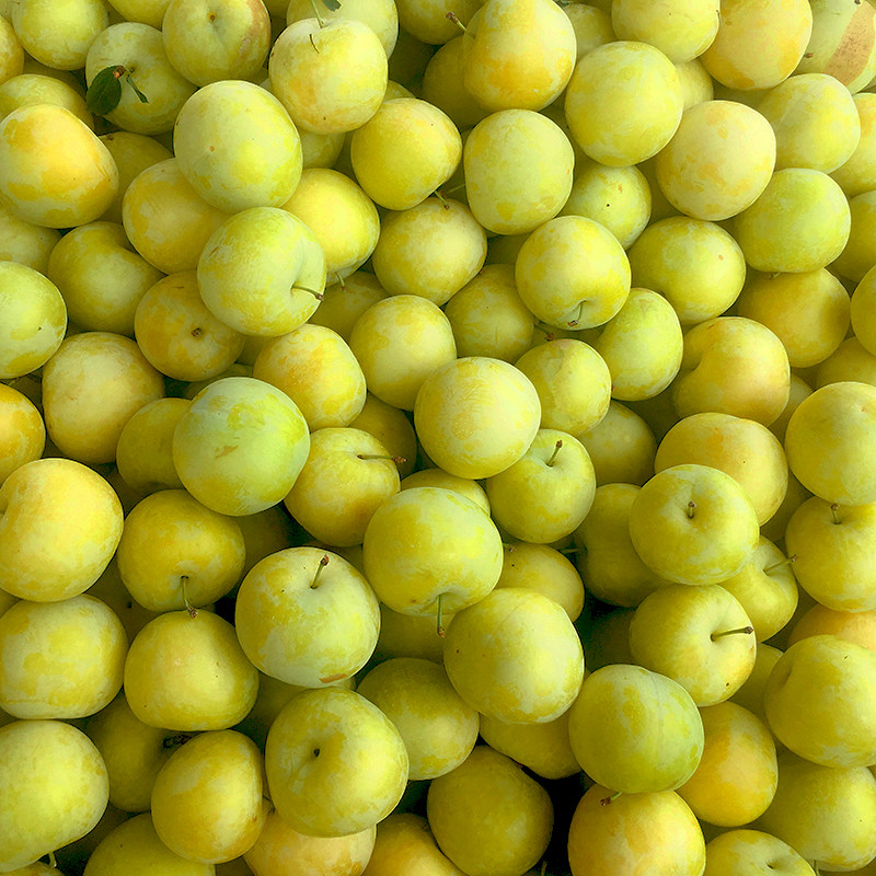 黄李子孕妇现摘大果整箱李整箱三月李三月酸脆三华李子