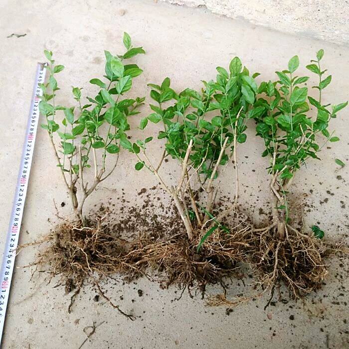 广西横县重瓣双白色茉莉茉莉花花苗老桩小苗独杆时令草本花卉