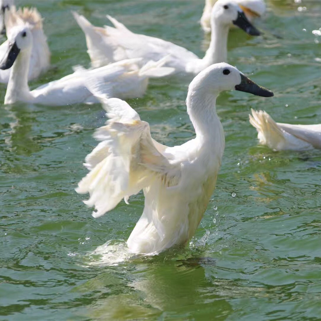 连城白鸭农家散养新鲜现杀300天老土鸭水鸭汤鸭肉