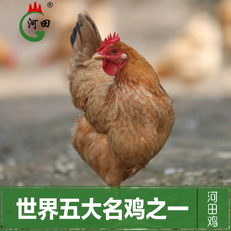 长汀河田鸡飞鸡活体农家散养土鸡白切月子鸡汤椰子鸡新鲜母鸡肉