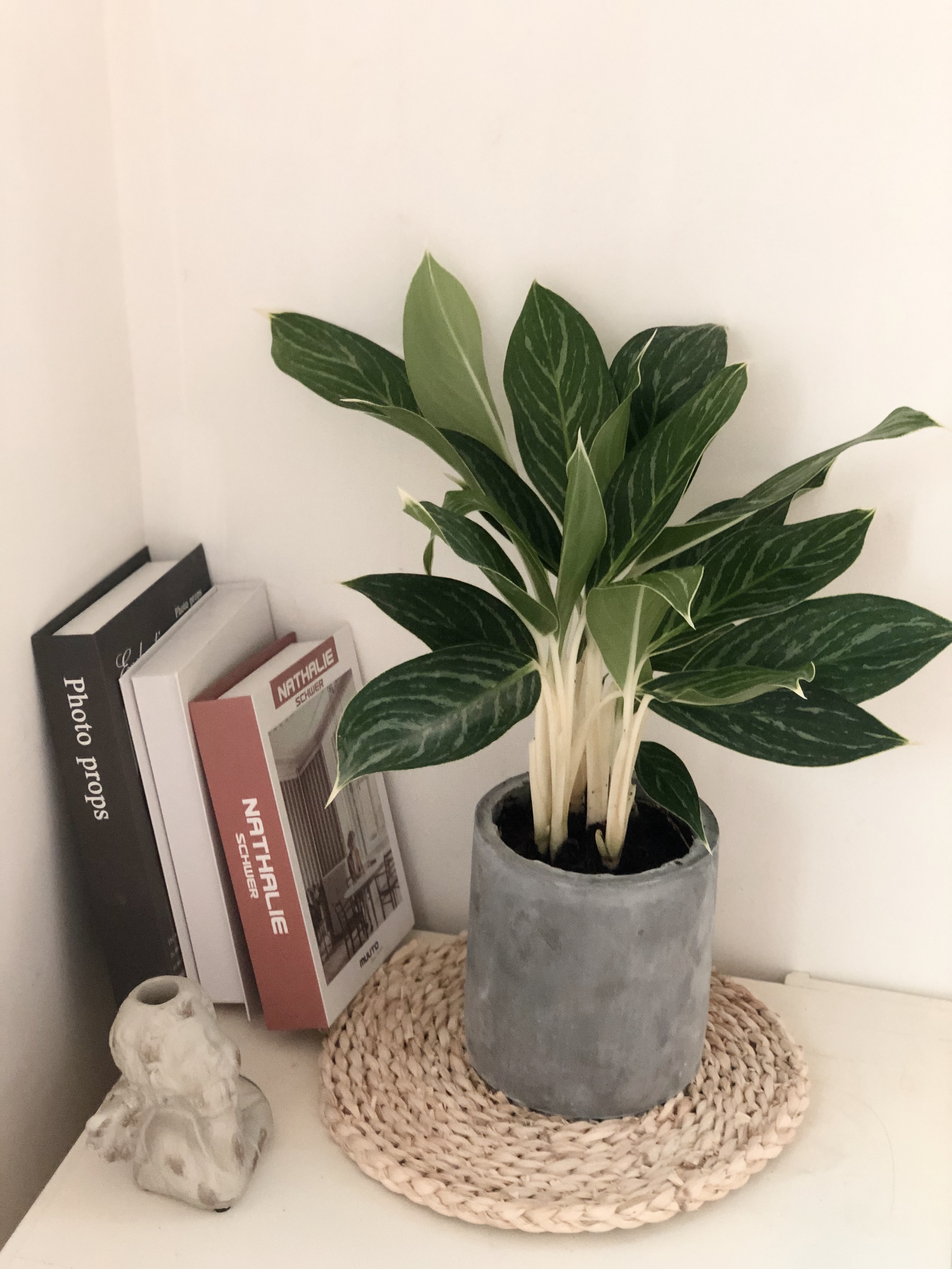 白雪公主绿植盆栽白柄粗肋草室四季常青甲醛棵树疯长绿植