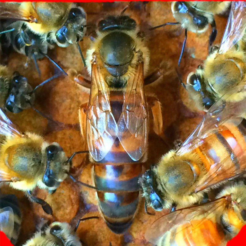 意蜂处王 产卵王 蜂王 蜜王 中蜜一号 卡意 松丹 包邮包活