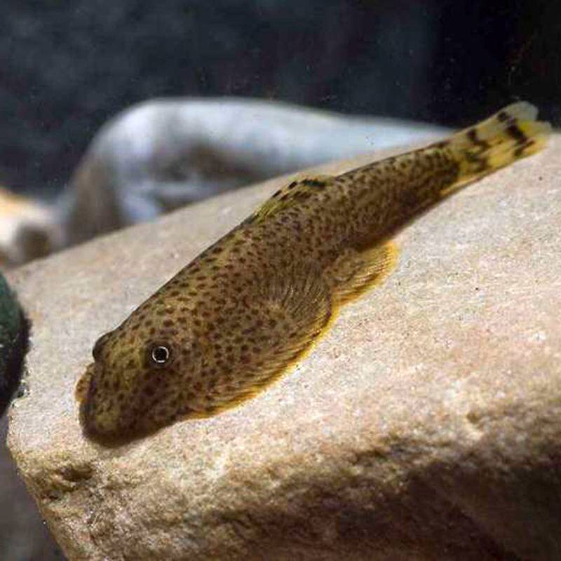 原生水族鱼缸琵琶麦氏长叮吸鳅冷水清道夫淡水鱼