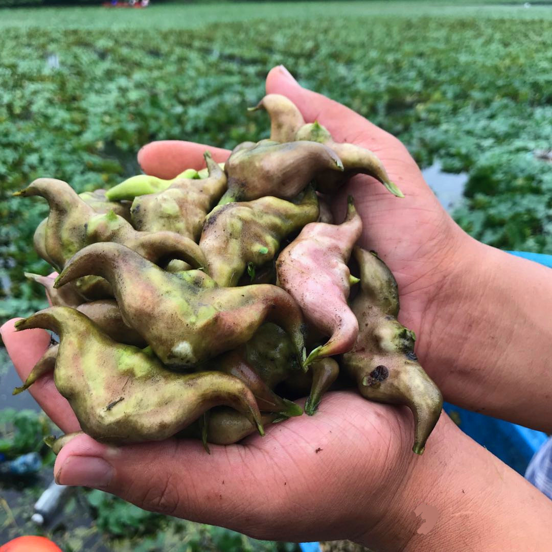 泰州特产溱湖新鲜野生菱角带壳嫩老菱角青菱角菱角种子现货5斤装