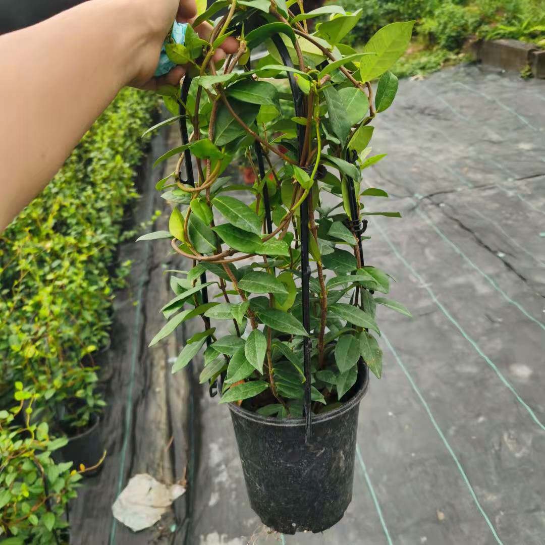 花园园艺花卉意大利络石风车茉莉时令草本花卉