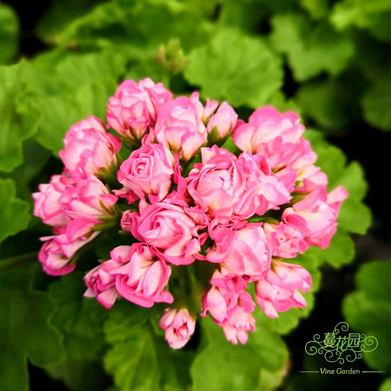 首页 下载app                          蔓花园 粉碗 直立天竺葵