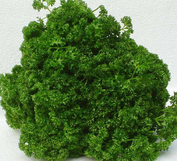 新鲜蔬菜法国香菜洋芫荷兰芹法芹菜摆盘250g其它