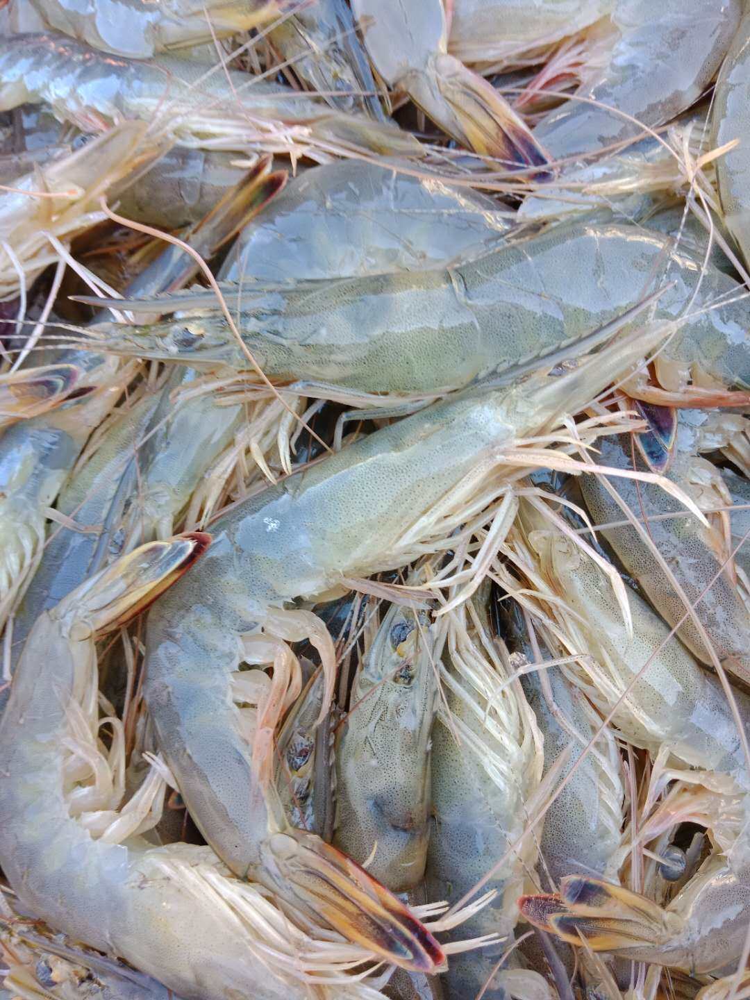 大连大虾鲜活包邮新鲜冷冻野生对虾冰鲜海虾活虾