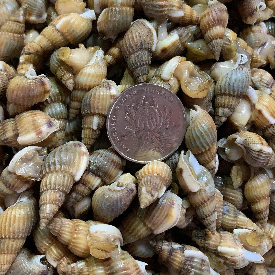 海螺螺丝锥海大连新鲜野生鲜活海瓜子肉质鲜美海螺