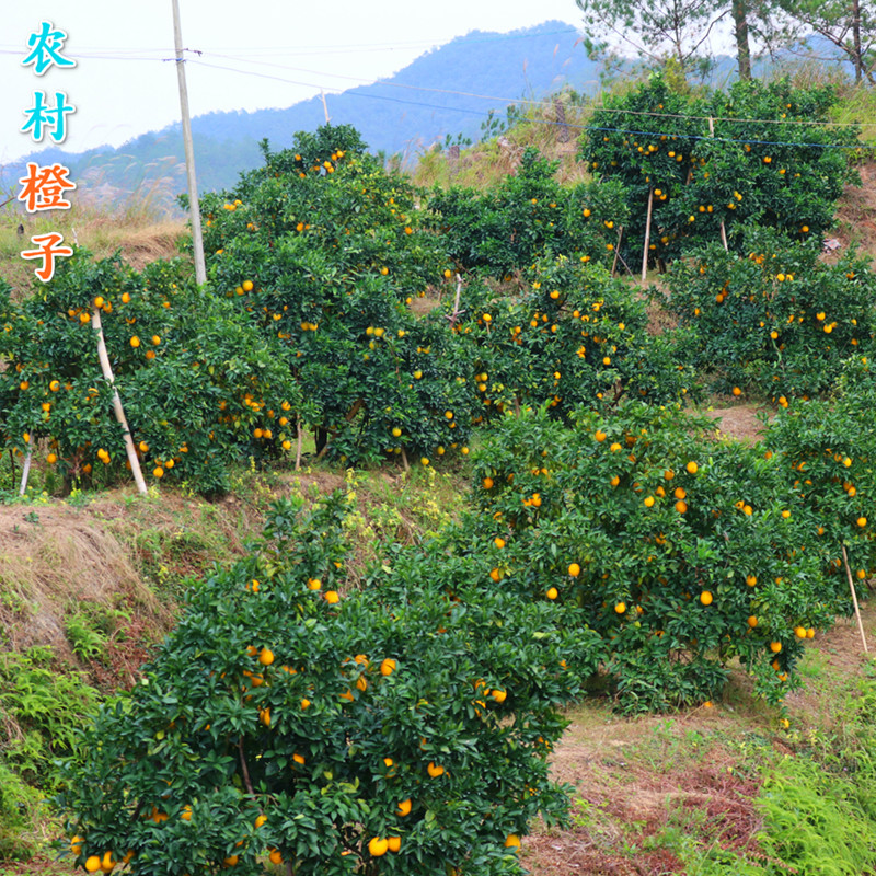 特产农村橙子正宗赣南脐橙5斤包邮橙