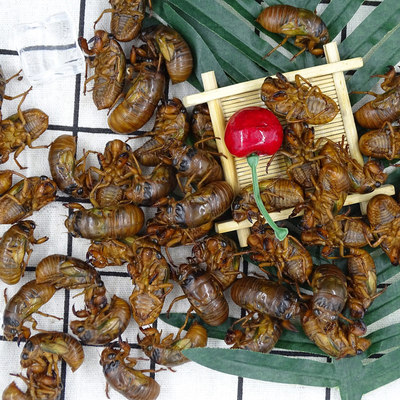 2020知了猴新鲜野生金蝉猴知了蝉蛹鲜活体爬叉猴节流鬼满2斤包邮