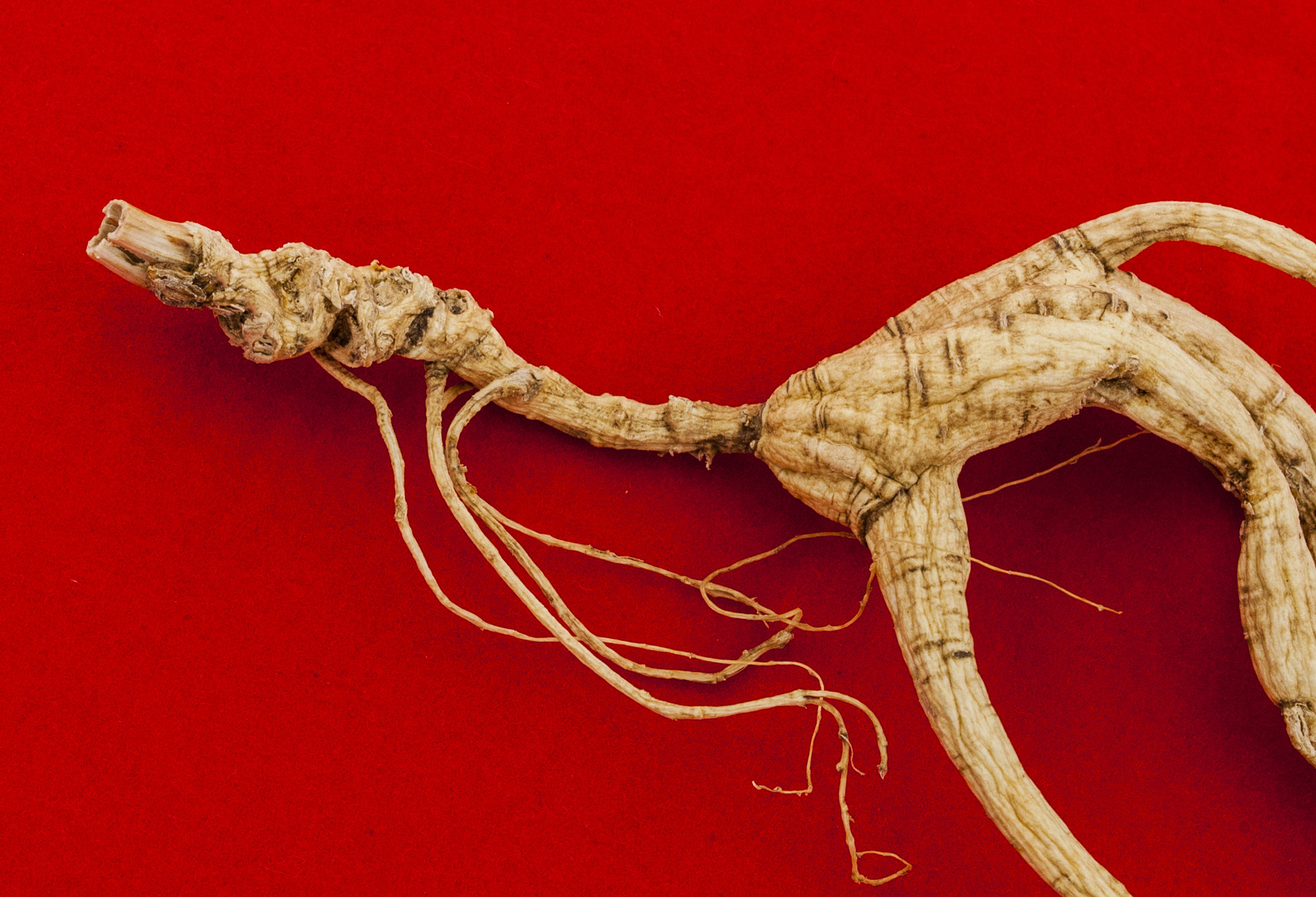 礼盒博参国检山7-9g人参一等25年下山林下山高档山参