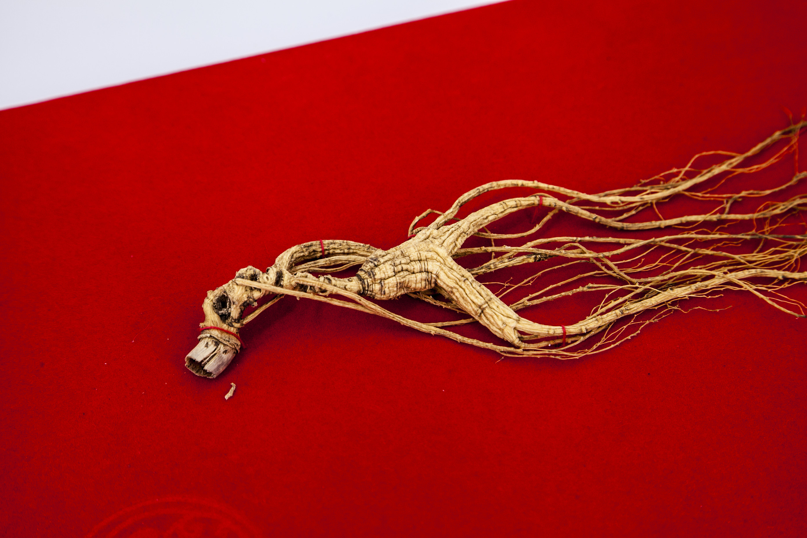 博参源国检野山参高档礼盒人参20年长白山林下山参一参一证911g