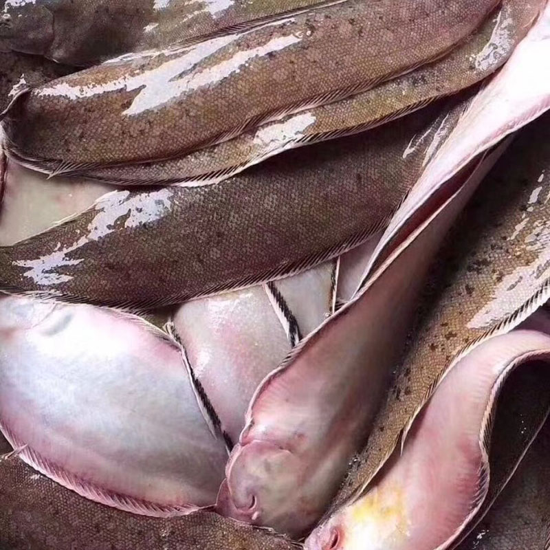 龙利特大野生新鲜龙舌鱼大踏板鱼无刺非沙鱼巴沙鱼