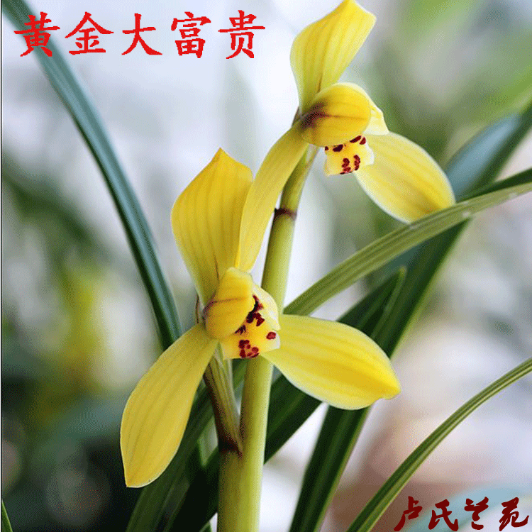 兰花苗春兰黄金大富贵浓香花卉办公室绿植盆栽室内兰花包邮