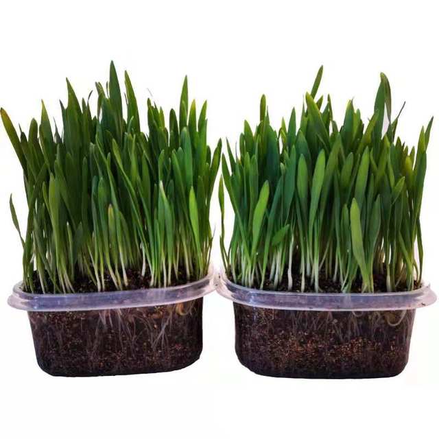 The same type of hairy hair is easy to survive pet cat cat grass hydroponic barley seed removal hair ball suit with box hair The same type of hairy hair is easy to survive pet cat cat grass hydroponic barley seed removal hair ball suit with box hair