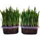 The same type of hairy hair is easy to survive pet cat cat grass hydroponic barley seed removal hair ball suit with box hair The same type of hairy hair is easy to survive pet cat cat grass hydroponic barley seed removal hair ball suit with box hair