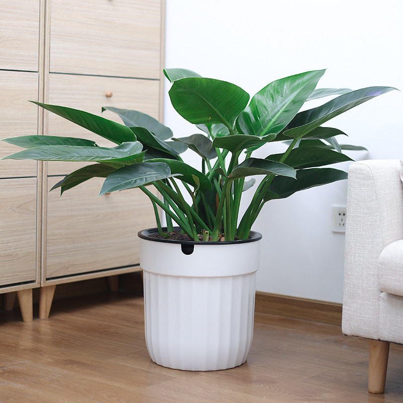 花盆客厅办公室大型植物大口径高深吸水塑料花盆