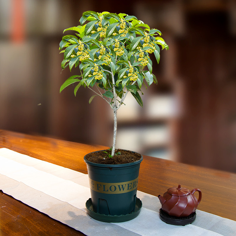 四季桂花树苗盆栽金桂老室外养活阳台庭院绿植时令草本花卉