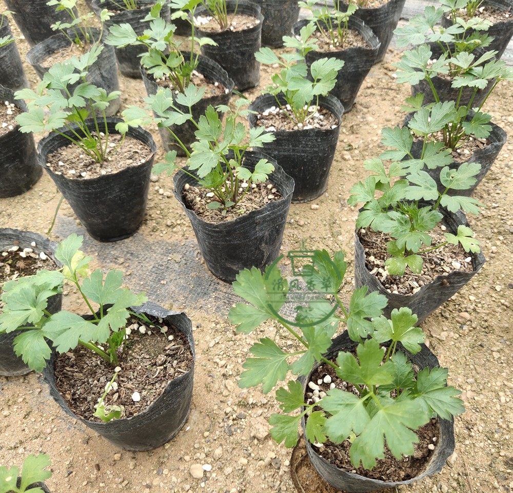 香草植物盆栽西餐香料平叶欧芹皱叶欧芹苗