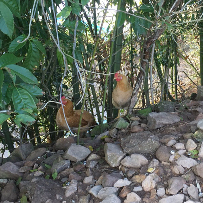 土鸡国梅高山竹林生蛋笨鸡小母鸡月子柴鸡柴火整鸡