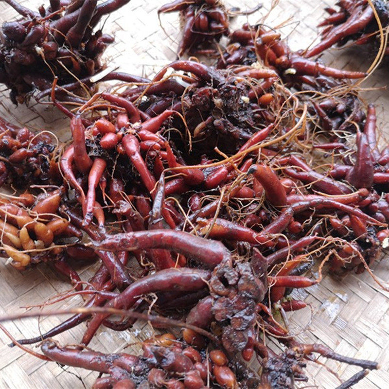 贵州新鲜红禾麻根中药材红线麻红活麻红火麻小其他药食同源食品
