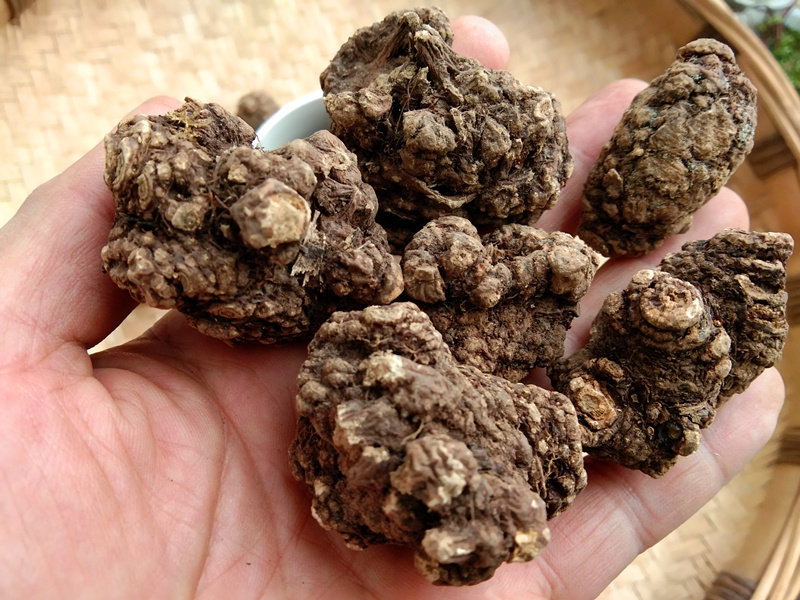 贵州川芎个子干货1斤包邮野生中药材山鞠穷芎藭其他药食同源食品