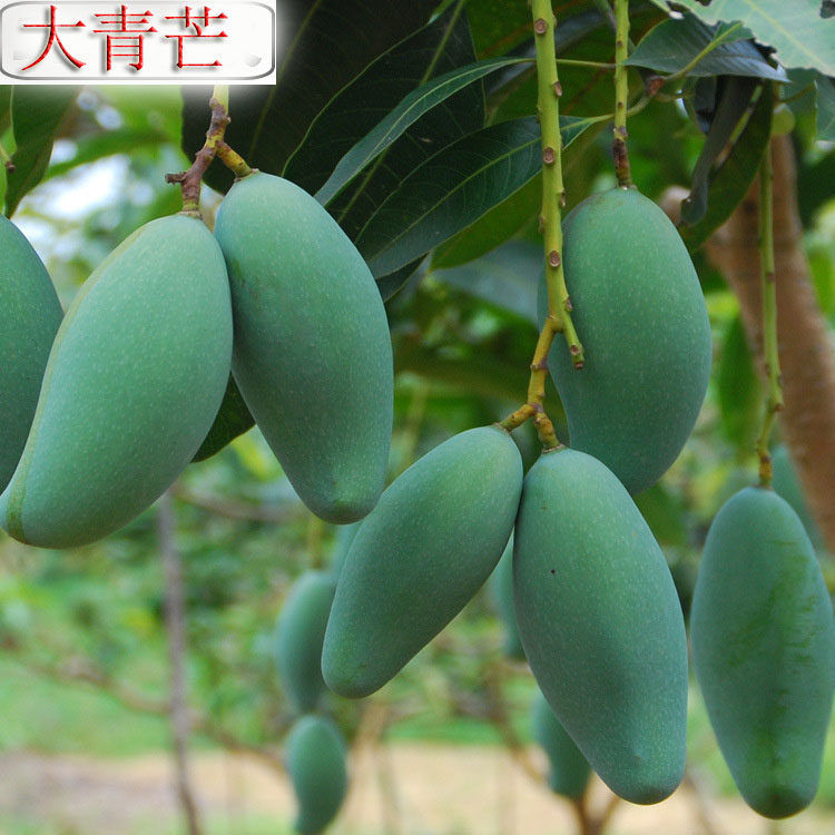 泰国进口大青青芒金煌巨无霸青皮芒果海南贵妃芒果