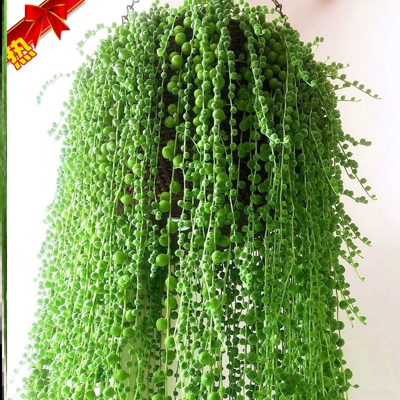 佛珠盆栽人的眼泪情人泪多植物组合多肉植物