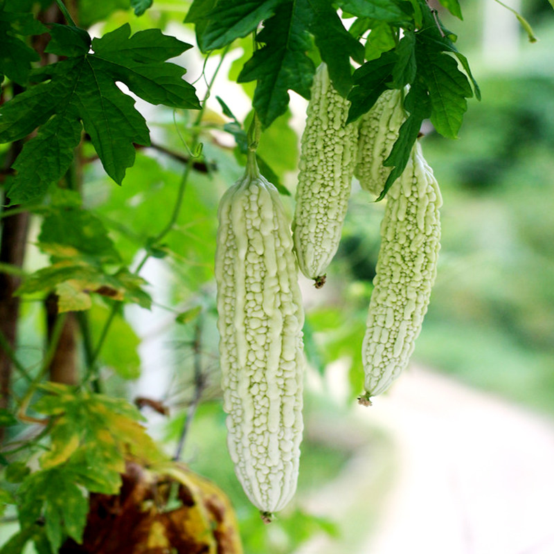 寿光蔬菜种子白苦瓜大白珍珠苦瓜室内阳台庭院盆栽水果四季播包邮