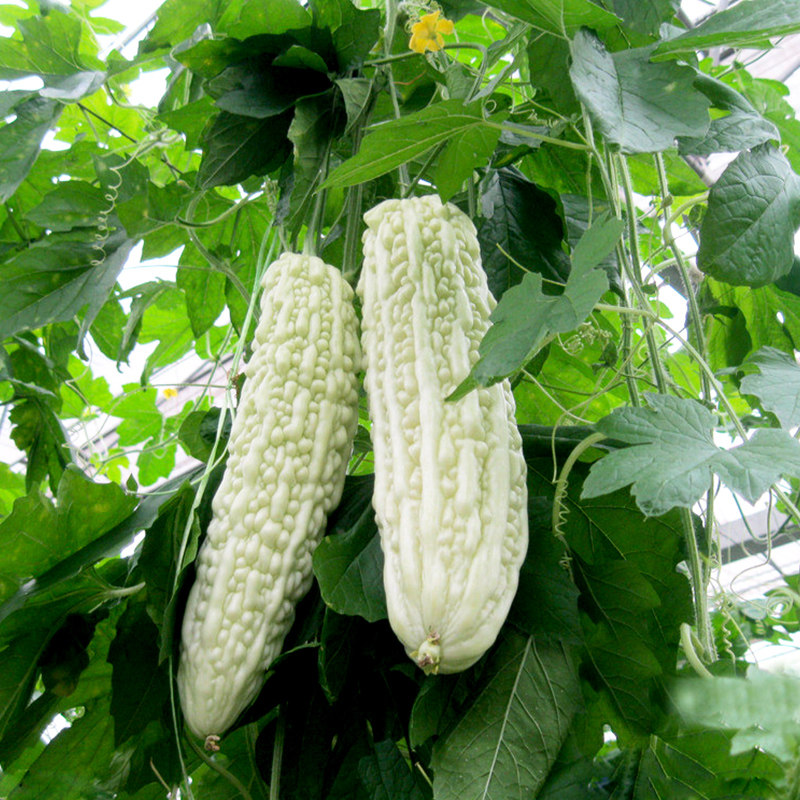 寿光蔬菜种子白苦瓜大白珍珠苦瓜室内阳台庭院盆栽水果四季播包邮