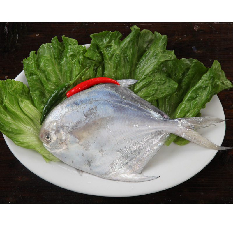 鲳鱼东海白扁新鲜平鱼白鲳鱼象山海鲜水产鲜活其它