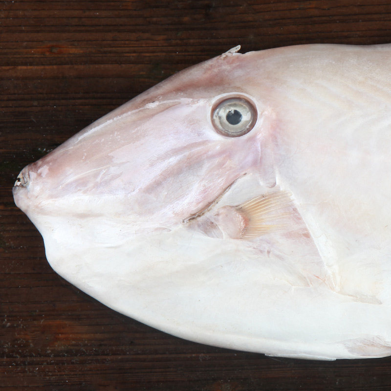 深海耗儿鱼剥皮鱼野生马面鱼新鲜橡皮鱼鲜活扒皮鱼海鲜水产海鱼