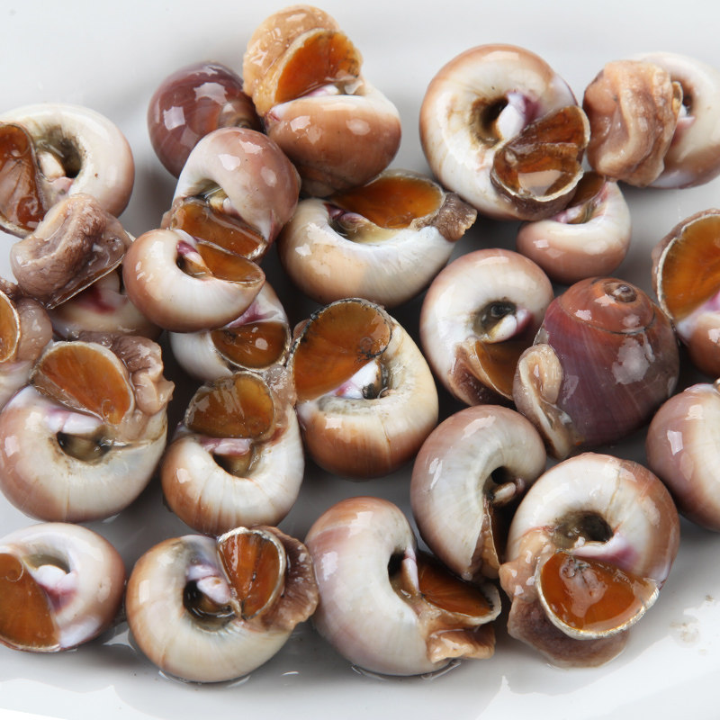 海鲜香螺东海野生鲜活海螺新鲜象山特产水产海螺