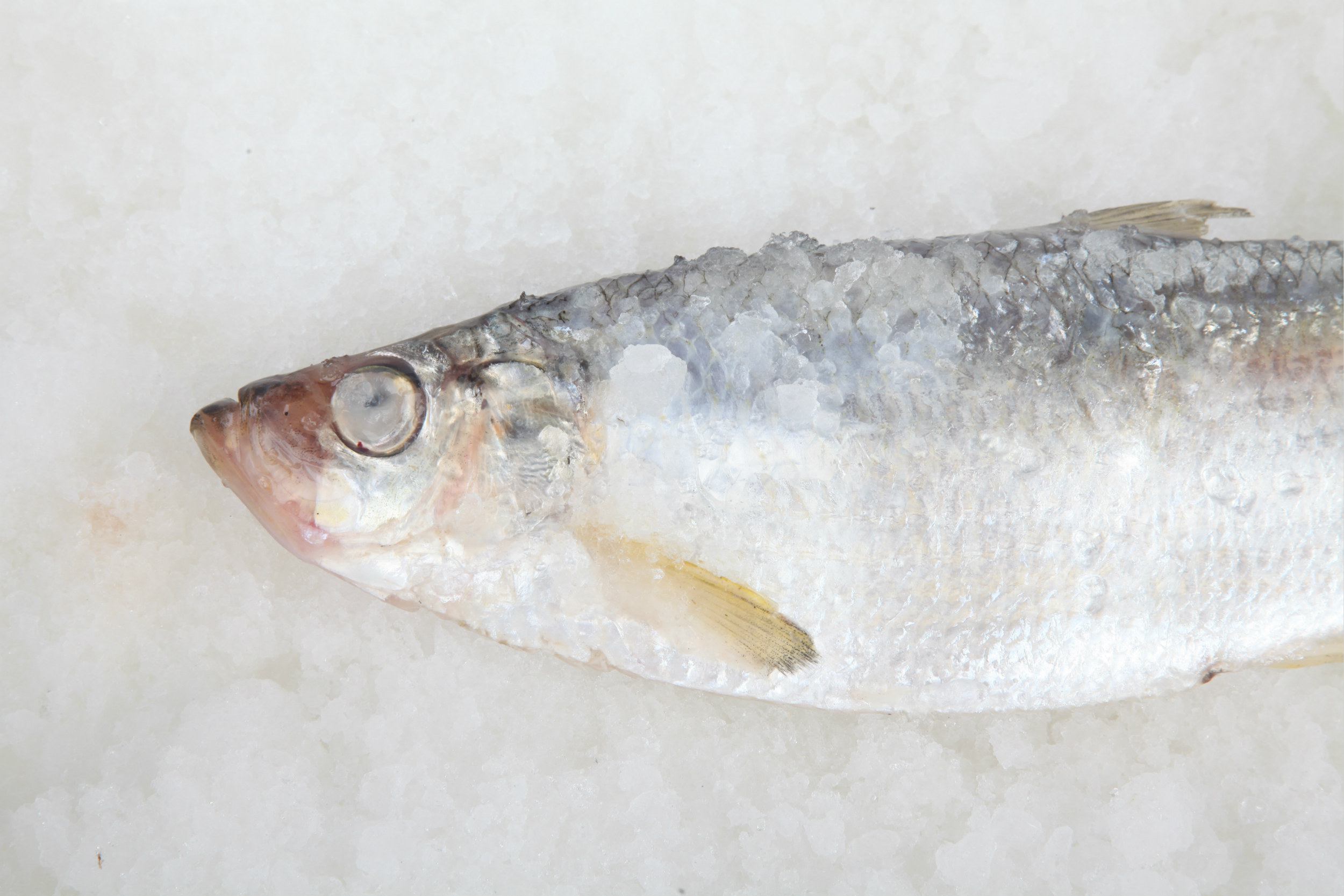 鳓鱼东海野生新鲜白鳞鱼鲜活白鳓鱼象山山石特产其它