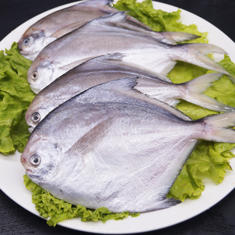 鲳鱼野生镜鱼生鲜鲜活水产海鲜晶鱼平鱼白鲳鱼鲳鱼