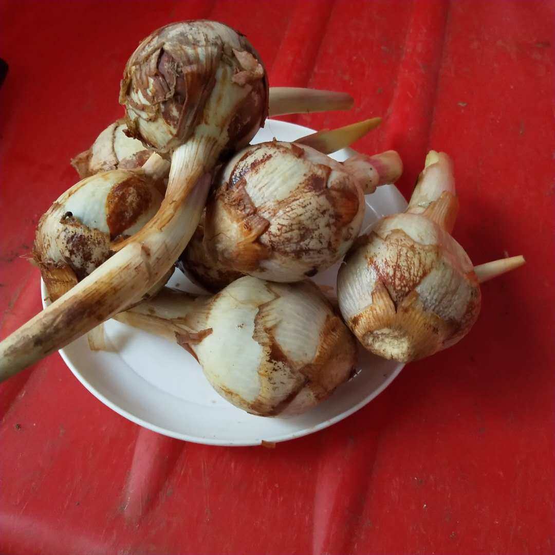 白马蹄现挖新鲜白茨菇5斤云南特产白茨菰白慈菇燕尾菇新鲜包邮