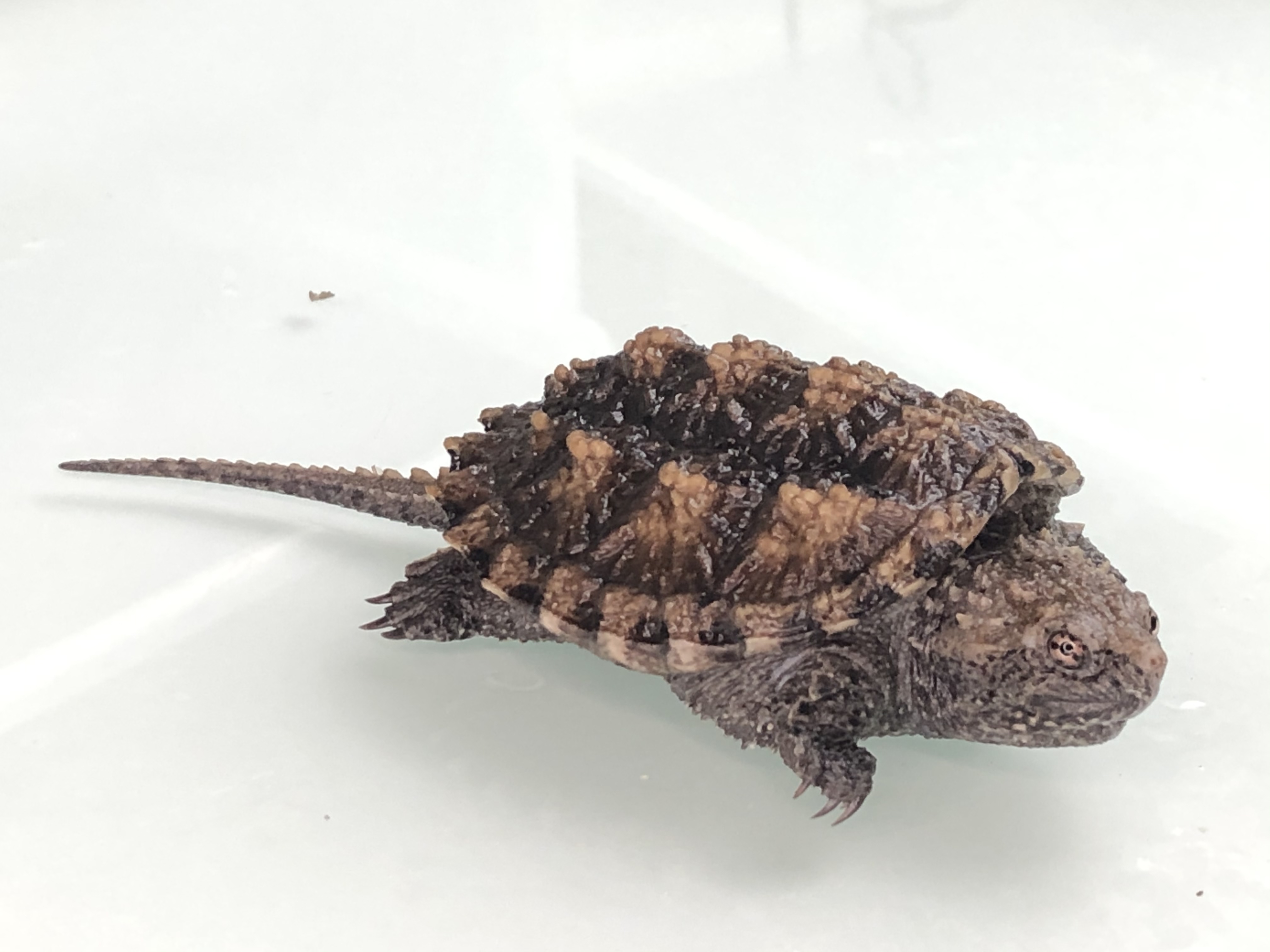 原种爆刺纯佛凶猛鳄鱼精品杂佛北美小鳄龟苗龟