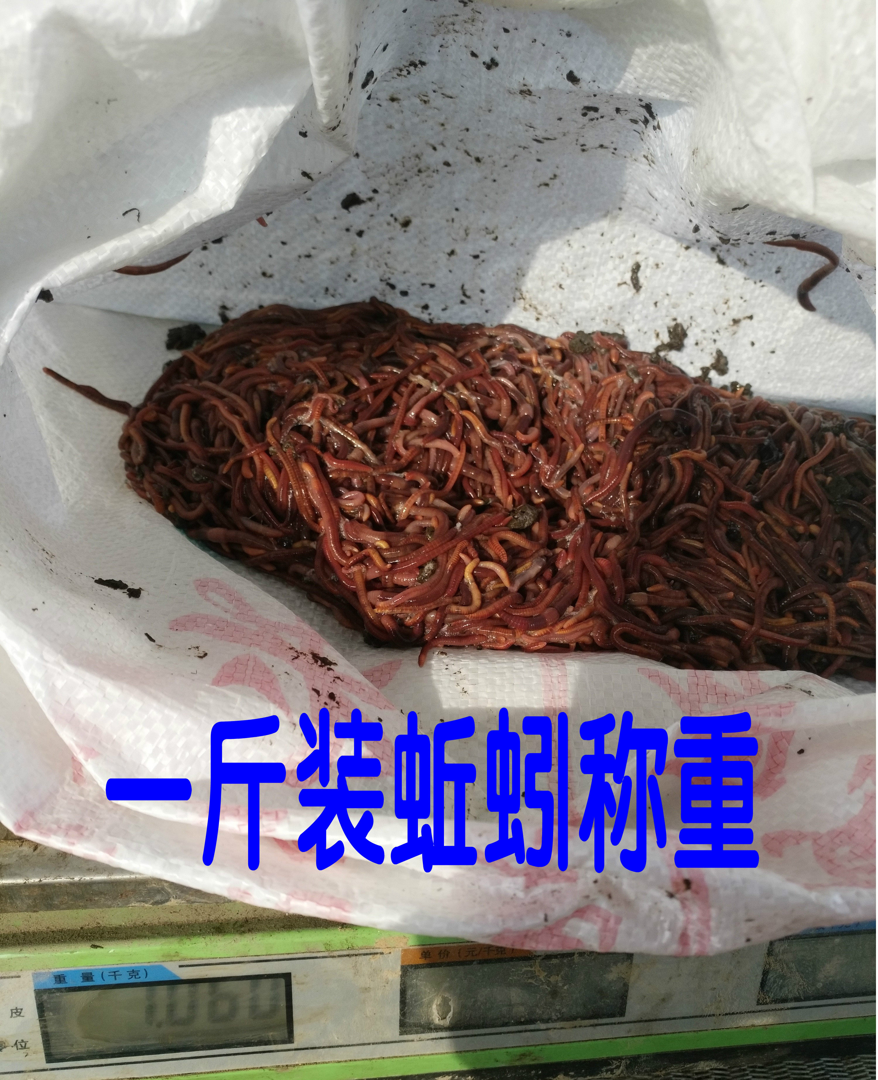 蚯蚓活体野钓大号红蚯蚓活饵盒装垂钓鱼活饵料包邮特大码种苗散装