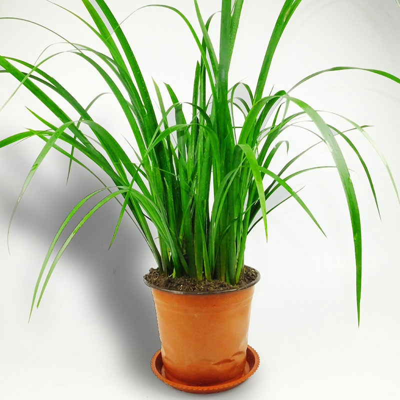 贵州五香草盆景山萘香料绿植观赏阳台栽培微景观庭院水培土栽植物