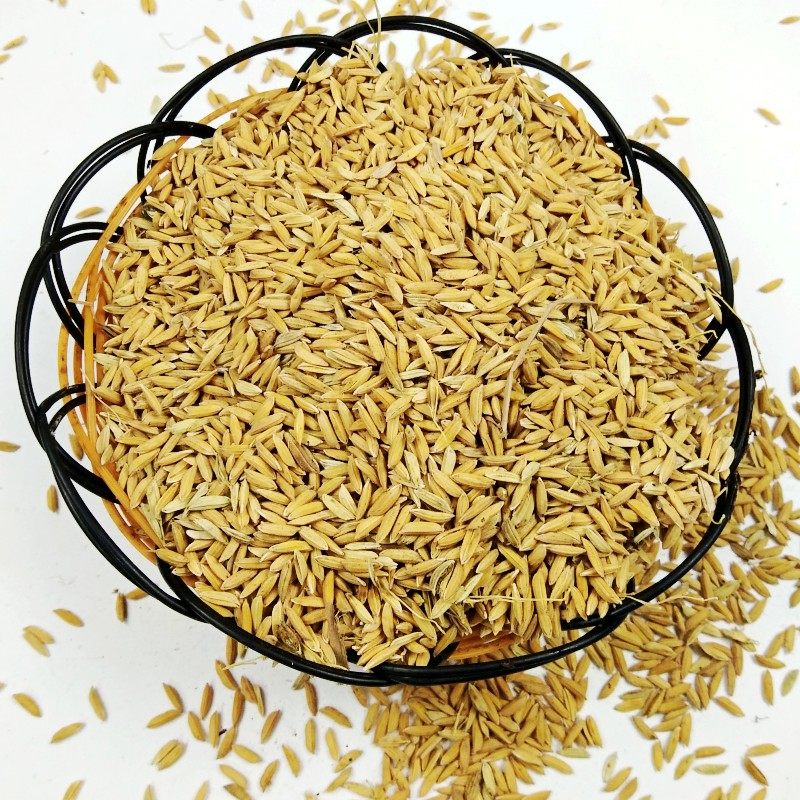 贵州农家稻谷5斤自然水稻食用大米带壳谷子其它粮食